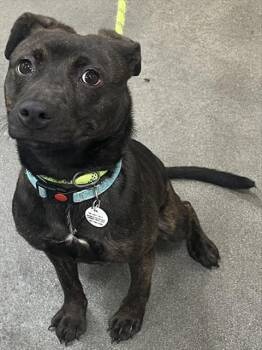 DREAMER -  Plott Hound and Mixed Breed Dog Available for Adoption - DREAMER | PetCurious