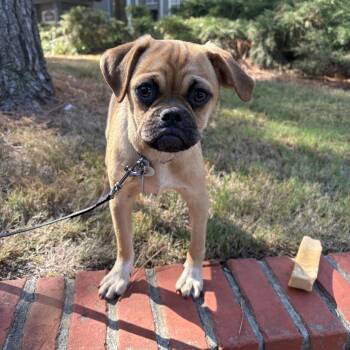 Pumpernickel -  Puggle Dog for Adoption in Memphis, Tennessee - Pumpernickel | PetCurious