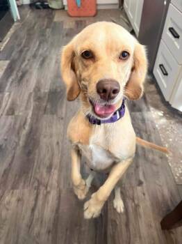 Sundae -  Cocker Spaniel Dog for Adoption in New London, Wisconsin - Sundae | PetCurious