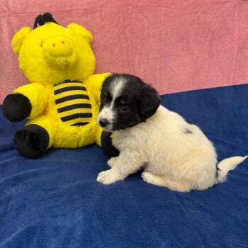 Border Collie Dogs Available for Adoption - Merle | PetCurious