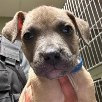 Mixed Breed Dogs Available for Adoption in Columbus, Georgia - Zippo | PetCurious