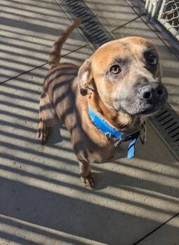Rescue Labrador Retriever Dogs for Adoption in Tiffin, Ohio - Chip | PetCurious