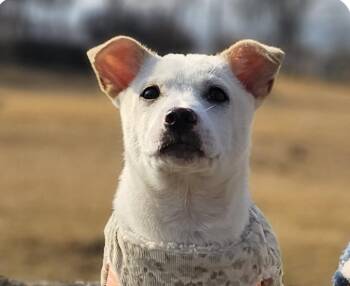 Jindo Dogs Available for Adoption - Osong | PetCurious