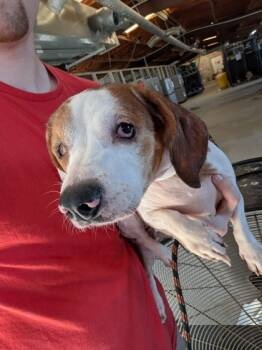 Rescue Mixed Breed Dogs for Adoption in Leander, Texas - Kimchi | PetCurious