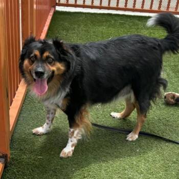 Lady Baela -  Australian Shepherd and Mixed Breed Dog for Adoption in Kanab, Utah - Lady Baela | PetCurious
