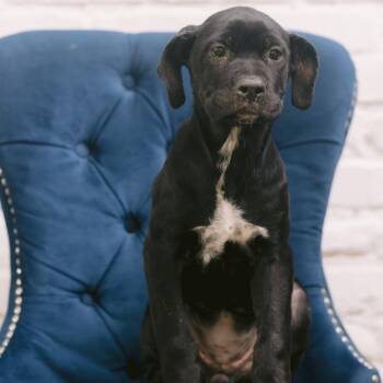Erika -  Cane Corso Dog for Adoption in Zionsville, Indiana - Erika | PetCurious