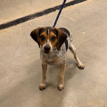 Rupert -  Beagle and Mixed Breed Dog for Adoption in Morganton, North Carolina - Rupert | PetCurious