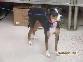 (324) -  Terrier Dog for Adoption in Marietta, Georgia - (324) | PetCurious