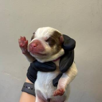 Pink collar -  Husky and Shepherd Dog for Adoption in Pasadena, California - Pink Collar | PetCurious