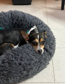 JUNE -  Chihuahua Dog Available for Adoption in Joshua Tree, California - JUNE | PetCurious