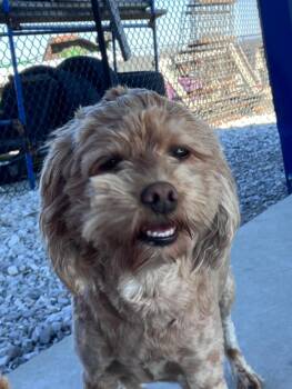 Goldendoodle and Miniature Poodle Dogs Available for Adoption - Ellie | PetCurious