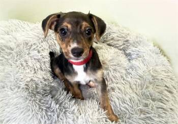 KARA -  Cardigan Welsh Corgi and Mixed Breed Dog for Adoption in Fort Lauderdale, Florida - KARA | PetCurious