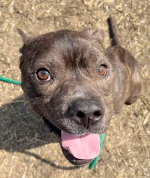 Pit Bull Terrier Dogs Available for Adoption in Chicago, Illinois - Falafel | PetCurious