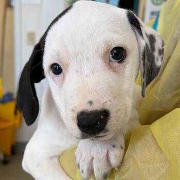 Doyen -  Catahoula Leopard Dog and Mixed Breed Dog for Adoption in Nashville, Tennessee - Doyen | PetCurious