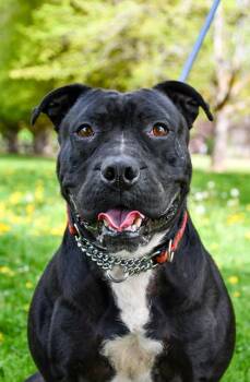 Fox Terrier and American Staffordshire Terrier Dogs Available for Adoption in Yakima, Washington - Mustang | PetCurious