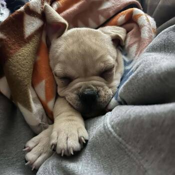 English Bulldog Dogs Available for Adoption - Leo | PetCurious