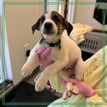 Scotch Egg -  Mixed Breed Dog for Adoption in Austin, Texas - Scotch Egg | PetCurious