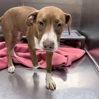 Monica -  Mixed Breed Dog for Adoption in Knoxville, Tennessee - Monica | PetCurious