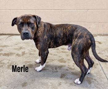 Merle -  Staffordshire Bull Terrier Dog for Adoption in Clearfield, Kentucky - Merle | PetCurious