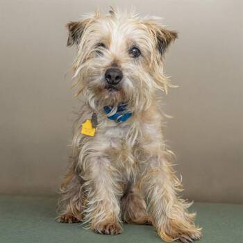 Cairn Terrier Dogs Available for Adoption in St. Louis, Missouri - BRAKES | PetCurious