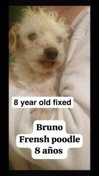 Poodle Dogs Available for Adoption in Durango, Colorado - Bruno | PetCurious