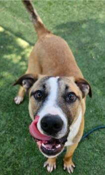 Shepherd Dogs Available for Adoption in Sedalia, Colorado - Damien | PetCurious