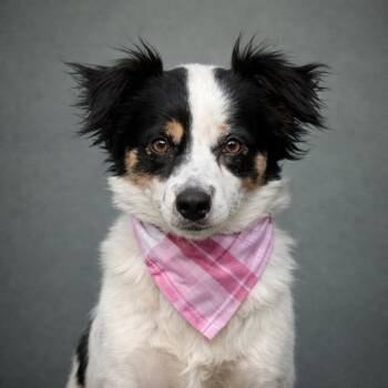 Spaniel and Dachshund Dogs Available for Adoption - Tara-The Sweet, Playful Mama Who Deserves Her Happy Ending | PetCurious