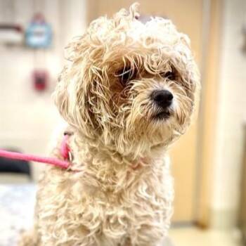 Butta- 52918 -  Lhasa Apso Dog for Adoption in Columbia, Maryland - Butta- 52918 | PetCurious