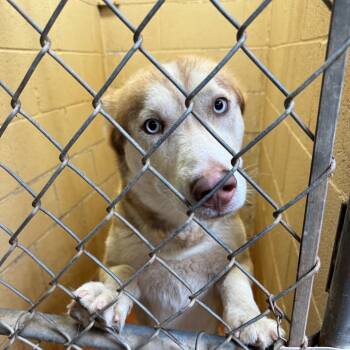 Rescue Husky Dogs for Adoption in Douglas, Arizona - (CCSO) Cameron | PetCurious