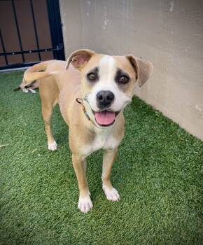 Boxer Dogs Available for Adoption - Tulip | PetCurious