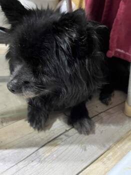 Rescue Pomeranian Dogs for Adoption in Bryan, Texas - Lexi | PetCurious