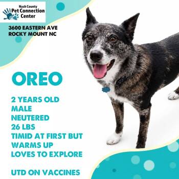 OREO  Available NOW - ADOPTION or RESCUE! -  Mixed Breed Dog for Adoption in Nashville, North Carolina - OREO  Available NOW - ADOPTION Or RESCUE! | PetCurious
