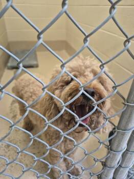 Ic-13 Rover -  Poodle Dog for Adoption in Lawrenceville, Georgia - Ic-13 Rover | PetCurious