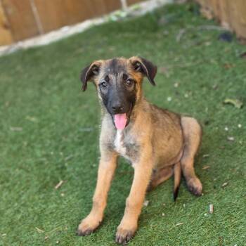 Shelby KL -  Belgian Shepherd Malinois and German Shepherd Dog Dog for Adoption in Austin, Texas - Shelby KL | PetCurious