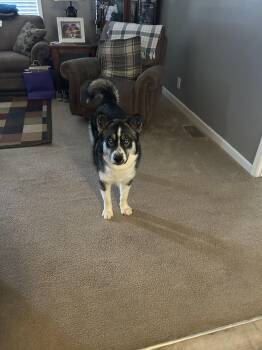 Rescue Siberian Husky Dogs for Adoption in Macclesfield, North Carolina - Blue | PetCurious