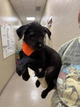 Terrier and Mixed Breed Dogs Available for Adoption in Fishers, Indiana - Opal | PetCurious