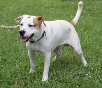 Rebel -  Australian Shepherd Dog for Adoption in Marietta, Ohio - Rebel | PetCurious
