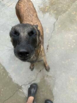 Trixi - Located in MA -  Belgian Shepherd Malinois Dog for Adoption in Imlay City, Michigan - Trixi - Located In MA | PetCurious