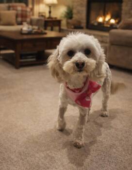 Miniature Poodle Dogs Available for Adoption - Candy | PetCurious