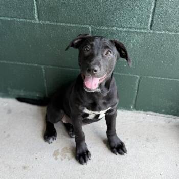 Oshkosh -  Labrador Retriever and Terrier Dog for Adoption in Carencro, Louisiana - Oshkosh | PetCurious