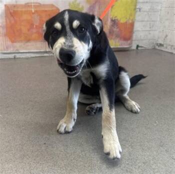 RYDER -  German Shepherd Dog and Mixed Breed Dog for Adoption in San Bernardino, California - RYDER | PetCurious