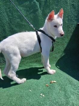 Marshmallow -  White German Shepherd and Husky Dog Available for Adoption - Marshmallow | PetCurious