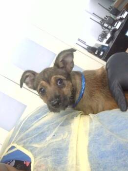 PLANKTON -  Mixed Breed Dog for Adoption in Dallas, Texas - PLANKTON | PetCurious