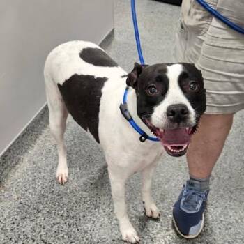 Moona -  Mixed Breed Dog for Adoption in Jeffersonville, Indiana - Moona | PetCurious