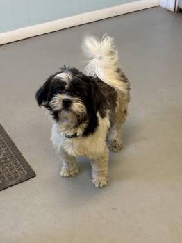 Everest -  Shih Tzu Dog for Adoption in Big Rapids, Michigan - Everest | PetCurious