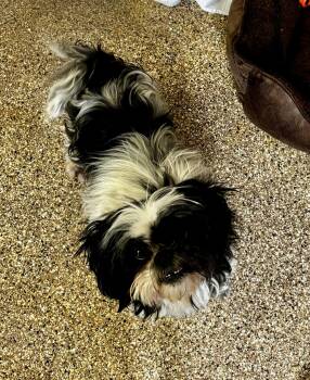 Shih Tzu Dogs Available for Adoption - Gordo | PetCurious