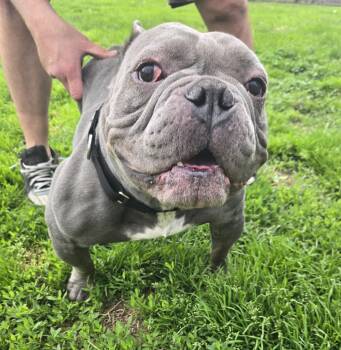 Silver -  American Bully Dog for Adoption in Clay, New York - Silver | PetCurious