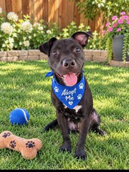 Crunchy -  Terrier Dog for Adoption in Euless, Texas - Crunchy | PetCurious