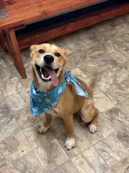 Rescue Husky Dogs for Adoption in Pilot Point, Texas - Trevor | PetCurious