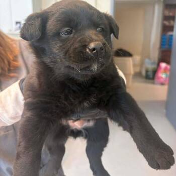 Mixed Breed Dogs Available for Adoption - Ink | PetCurious